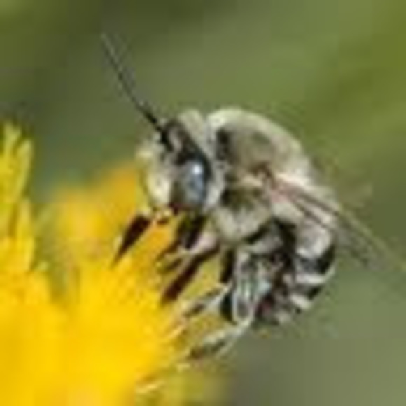 anthophora
